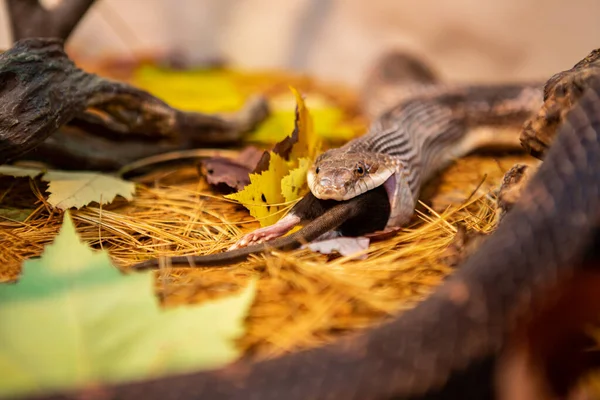 Cobra rato tentando devorar grande rato cinzento — Fotografia de Stock