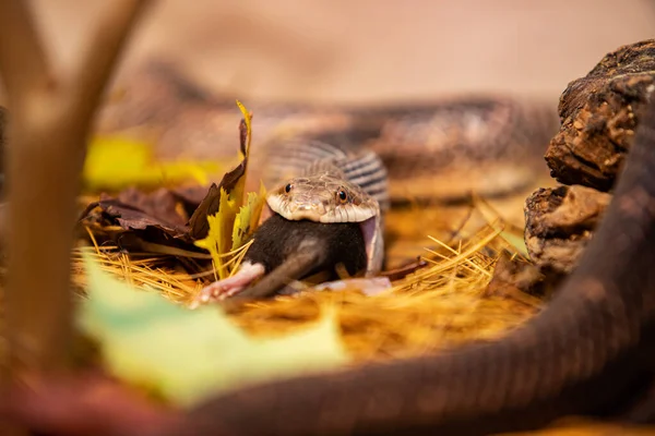 Cobra rato tentando devorar grande rato cinzento — Fotografia de Stock