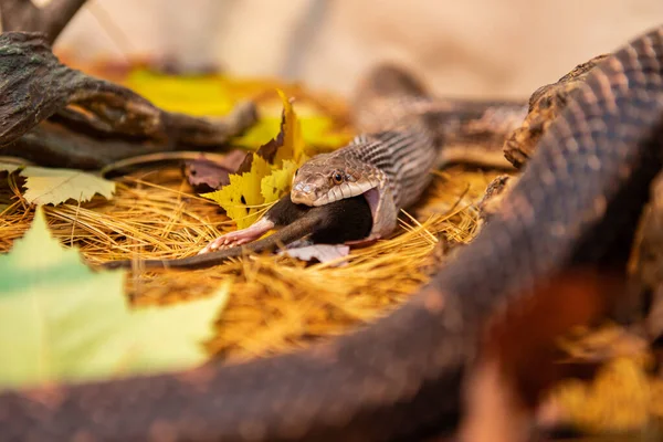 Cobra rato tentando devorar grande rato cinzento — Fotografia de Stock