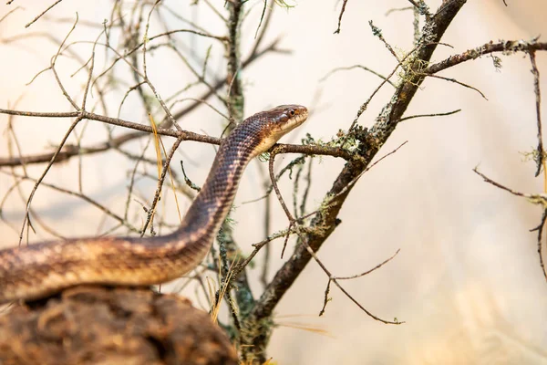 Cobra de rato rasteja nos galhos secos — Fotografia de Stock