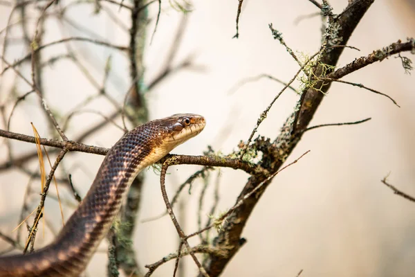 rat snake crawls on the dry twigs