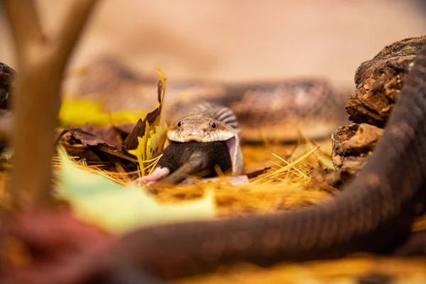 Cobra rato tentando devorar grande rato cinzento — Fotografia de Stock