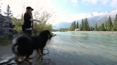 Köpek, dağ gölünden çubuk topluyor.