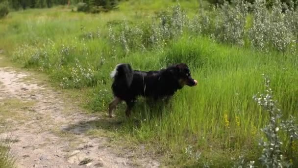 Büyük siyah köpek uzun çimenlerde yuvarlanıyor. — Stok video