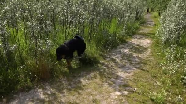 Nagy fekete kutya, aki fűben akar hemperegni — Stock videók