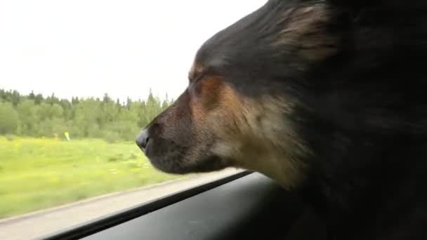 Dog looking out of car window — Stock Video