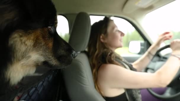 Жінка водить і дає ласощі собаці — стокове відео