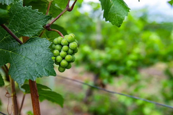 Niedojrzałe świeże zielone winogrona owoce z bliska — Zdjęcie stockowe