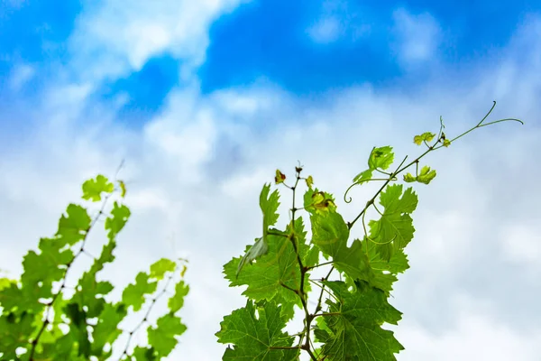 Листья свежей зеленой виноградной лозы — стоковое фото