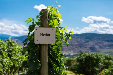 Row of commercial Merlot grapes in the vineyard clipart