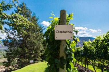 Row of commercial Chardonnay grapes clipart