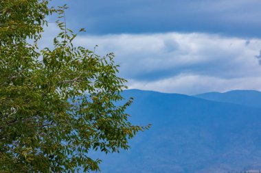 Dağlara karşı ağaç Boşluğu kopyala