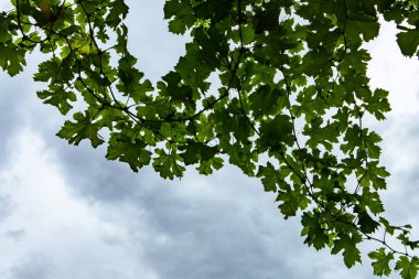 Taze yeşil üzüm dalları yaprakları