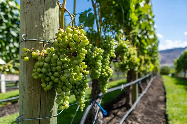 Незрелый свежий зеленый виноград фрукты близко — стоковое фото