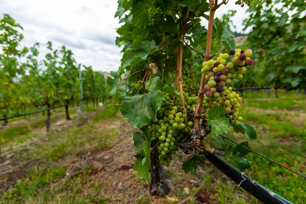 Viñedo inmaduro uvas verdes frescas fruta — Foto de Stock