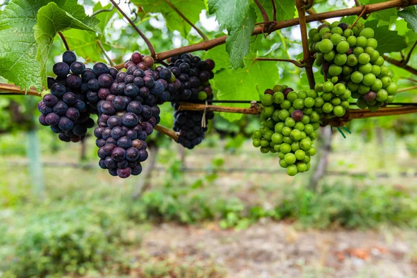 Uvas rojas frescas inmaduras frutas de cerca — Foto de Stock