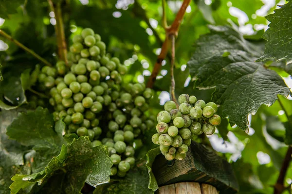 Uvas verdes frescas inmaduras fruta de cerca — Foto de Stock