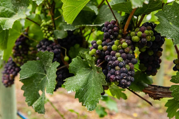 Uvas rojas frescas inmaduras frutas de cerca — Foto de Stock