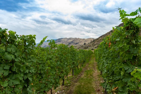Tussen wijnstokken druivenlijnen — Stockfoto