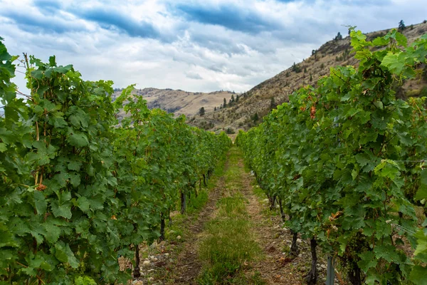 Entre vignes lignées de raisins — Photo