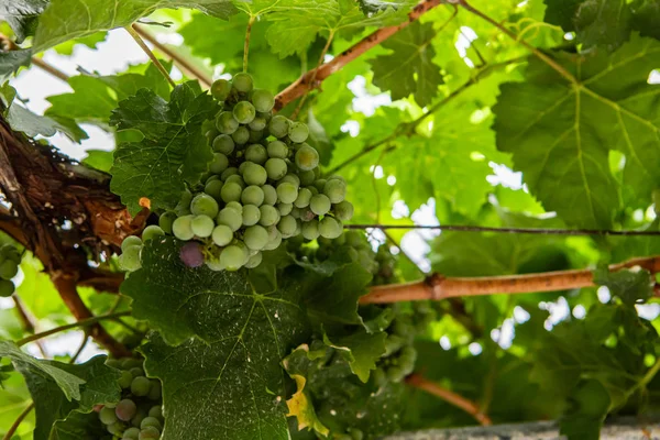 Onrijpe verse groene druiven vrucht close-up — Stockfoto