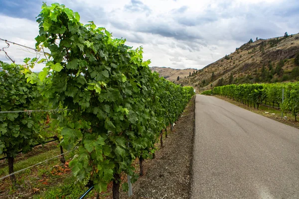 Vignes ligne de raisin sur route asphaltée — Photo