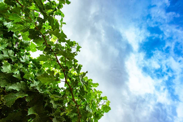 Листья свежей зеленой виноградной лозы — стоковое фото