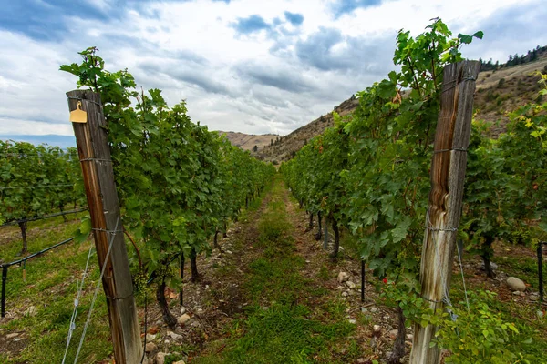 Виноградник конец деревянные посты виноград — стоковое фото