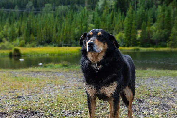 Black dog of Bernese breed German shepherd posing — Stock Photo, Image