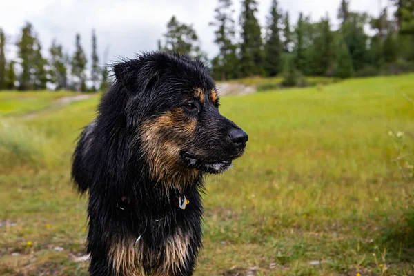 Close up of a beautiful dog looking to the right — Stock Photo, Image