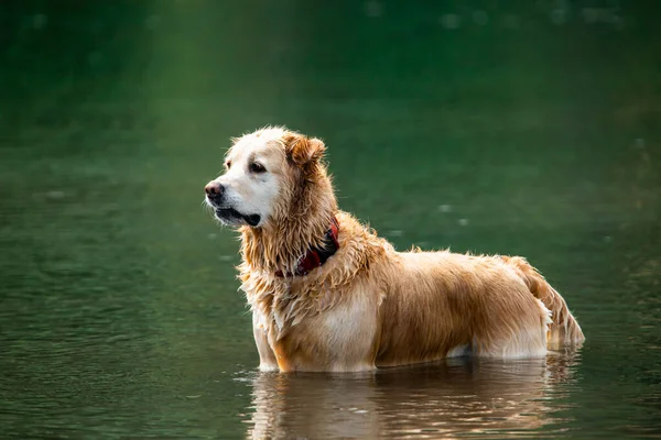 Similar labrador is waiting happy on the water — Stock Photo, Image