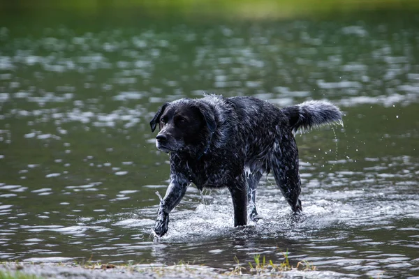 Perro negro de pelo largo corriendo felizmente en el agua — Foto de Stock