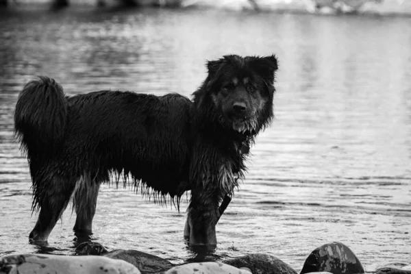 Black and white dog plays in the river — Stock Photo, Image