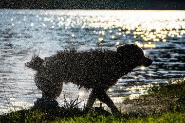 Bütün damlalarla suyu sallayan köpek.