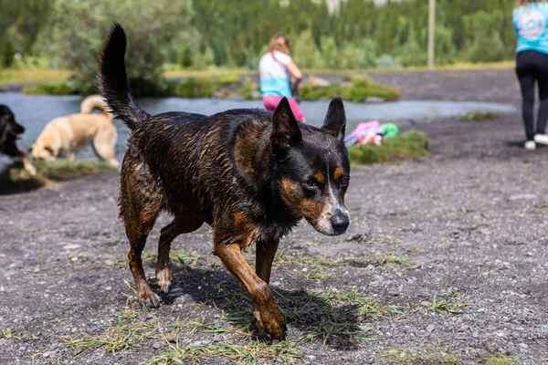 Perro con piel mojada corriendo hacia su dueño — Foto de Stock