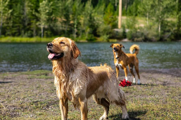 Dogs similar golden retriever with the tongue out — Stock Photo, Image