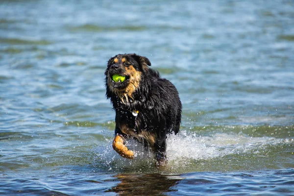 Similar perro malamute juega en el río — Foto de Stock