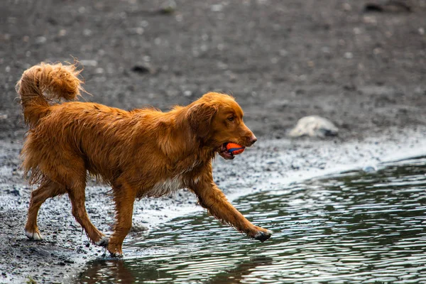 Perro similar golden retriever que corre sobre el agua — Foto de Stock