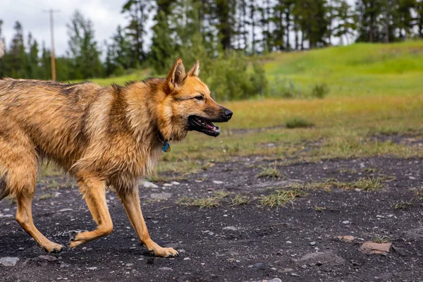 dog similar to the wolf dog walking to the right