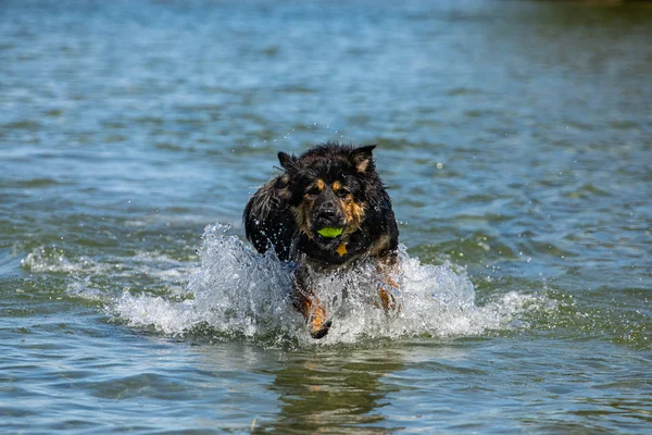 Perro similar pastor australiano juega en el río — Foto de Stock
