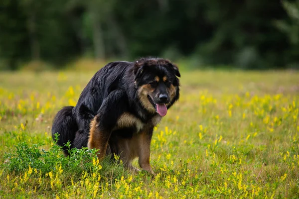 Berner Duitse Herder hond aan het schijten — Stockfoto