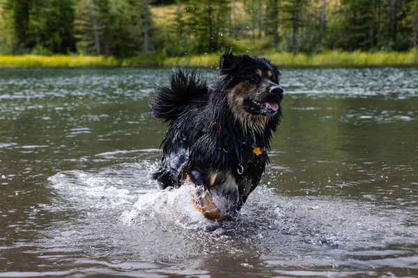 Similar dog Australian shepherd plays in the river — Stock Photo, Image