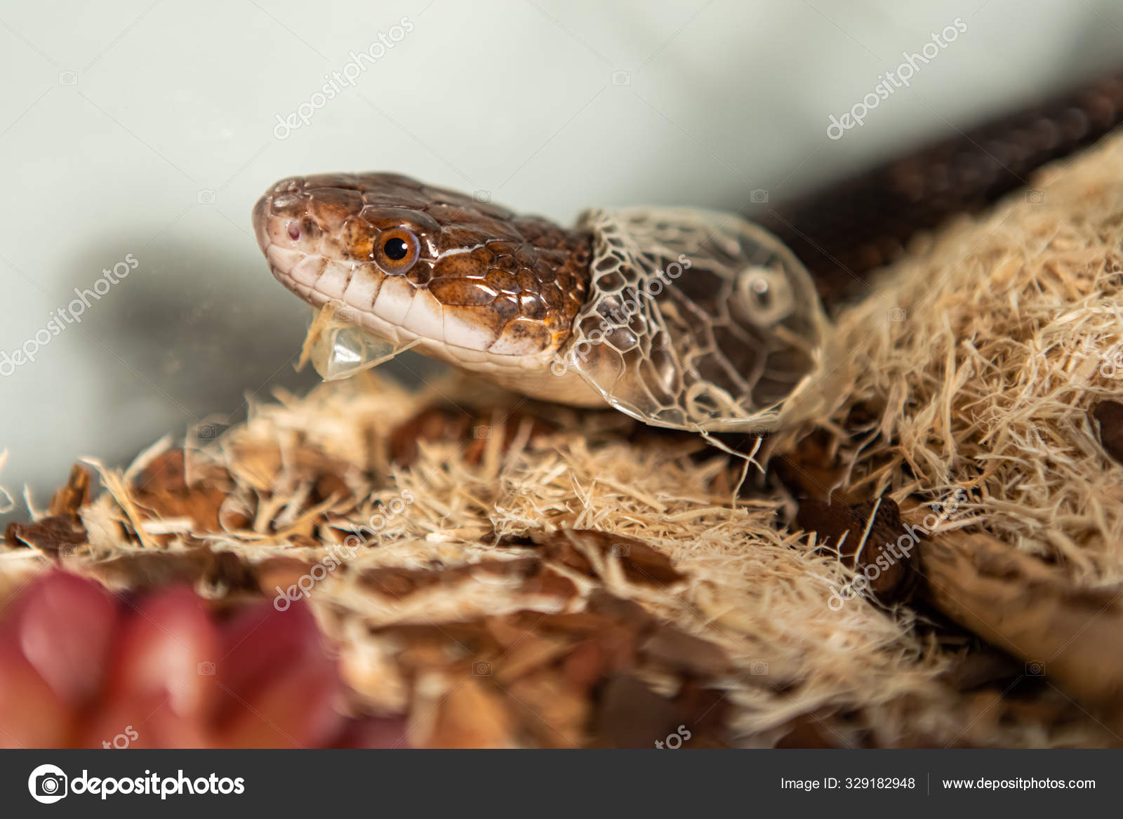 Pet Rat Snake shedding skin in its enclosure Stock Photo by ©Valmedia