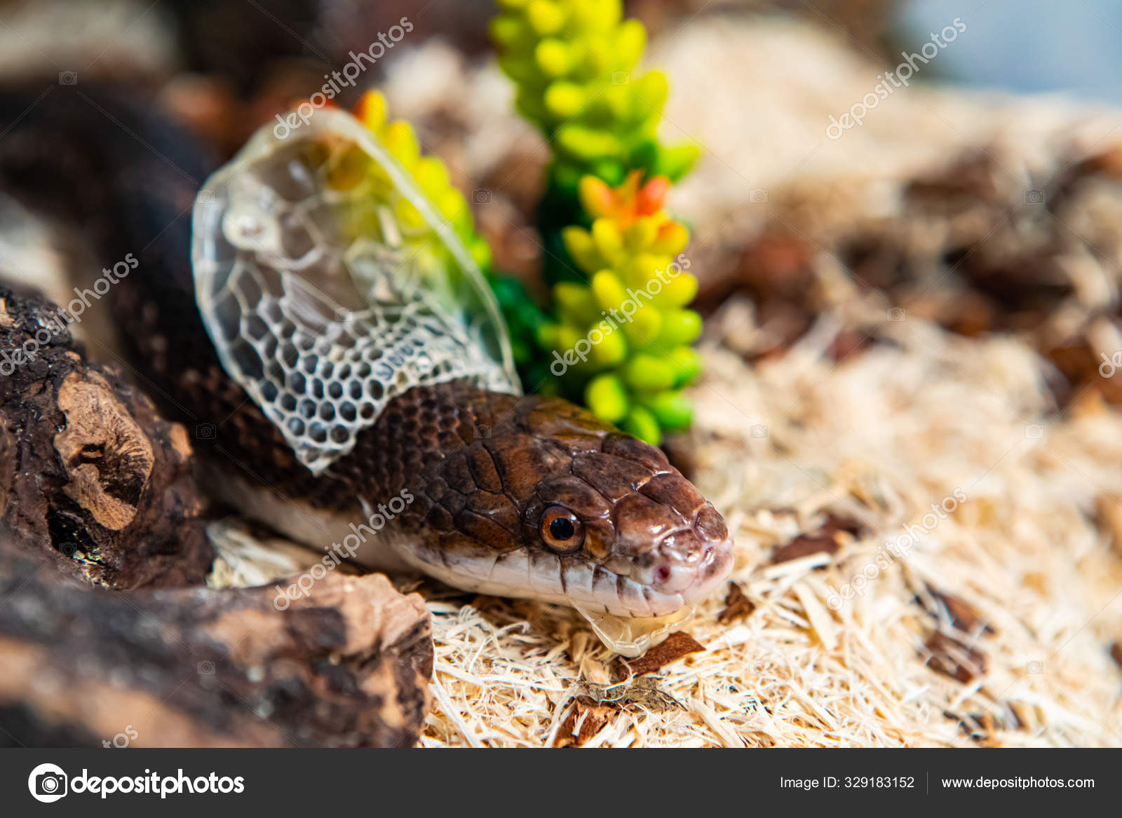 Pet Rat Snake shedding skin next to plant Stock Photo by ©Valmedia