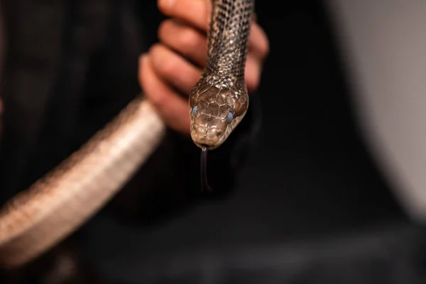 Pet Snake realizada em estúdio indoor fundo preto — Fotografia de Stock