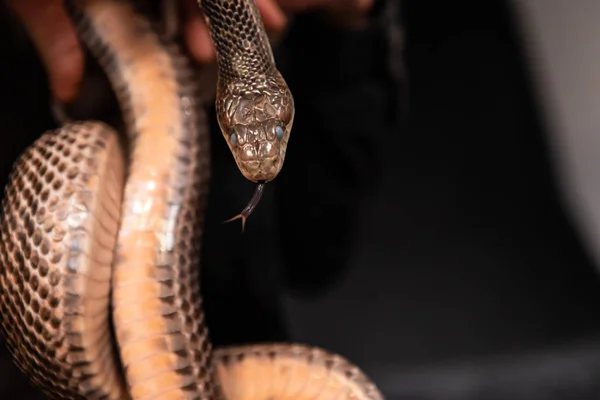 Pet Snake realizada em estúdio indoor fundo preto — Fotografia de Stock