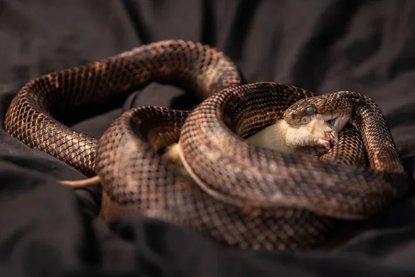 Pet Snake come rato branco em estúdio indoor — Fotografia de Stock