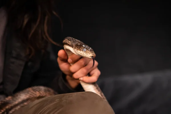 Animal de estimação cobra rato manipulado durante a sessão de estúdio — Fotografia de Stock