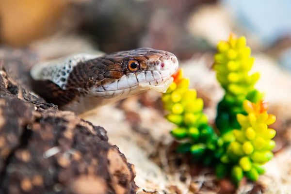 Pet Rat Snake shedding skin next to plant