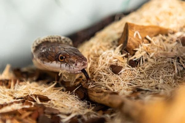 Pet Rat Snake shedding skin in its enclosure